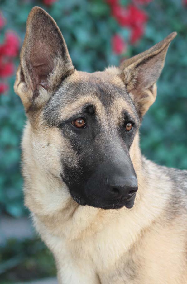 Westside German Shepherd Rescue Of Los Angeles